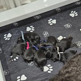 Girl 2 - Black female Miniature Schnauzer puppy in Blountville, Tennessee from Maxwell House Schnauzers