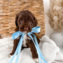Brewed with love- Drip - Chocolate male Goldendoodle puppy in Russell Springs, Kentucky from Milk & Honey Doodles