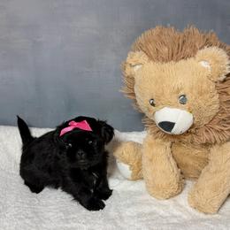 Sophie - Black and white female Shih Tzu puppy in Ocala, Florida from Mimi's Shih-tzus of Ocala