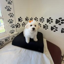 Orange Tag - White and buff male Bichon Frise puppy in Bay Saint Louis, Mississippi from Laurent’s Bichon Frise Puppies