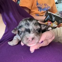 Echo - Blue merle female Australian Shepherd puppy in Four Oaks, North Carolina from RoseWest Farms