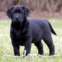Labrador Retriever All Grown Up from BonaVenture Labradors