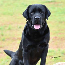 Labrador Retrievers from Balewater Labradors