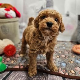 AKC - Sherwin - Red  male Poodle puppy in Lebanon, Missouri from Leerose Puppies