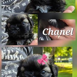 Shih Tzu Puppies from Cutie Pie Shih Tzus