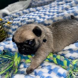 Navy - Fawn male Pug puppy in Baylis, Illinois from Cameo's Pugs