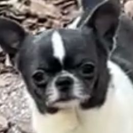 Theo - Chihuahua