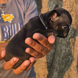 Navy Blue Collar - Black female French Bulldog puppy in Tyler, Texas from Texas Top Notch Frechies
