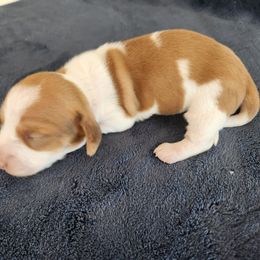 Pink - Piebald female Dachshund puppy in Torrance, California from Lucky Dachshunds