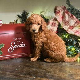 Cornelius - Red  male Poodle puppy in Statesboro, Georgia from Briar Creek Kennels