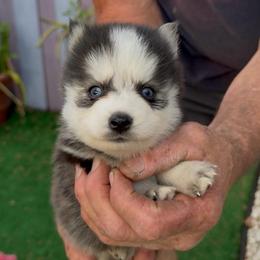 Toby - Black and white male Pomsky puppy in Spring Hill, Florida from PDQ Pomskies