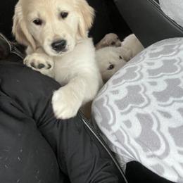 Golden Retriever Puppies from Wise-Taylor Goldens