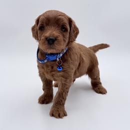 Boy 2 - Red  male Goldendoodle puppy in Sacramento, California from Goldendoodlesca