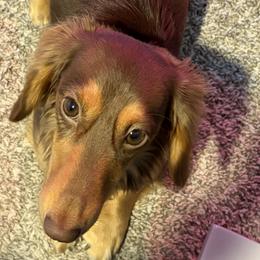 Bonnie - Dachshund