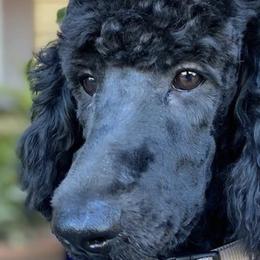 Bernedoodles and Poodles from Trinity Alps Bernedoodles