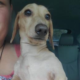 Odie - Dachshund