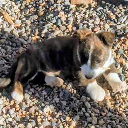 Emerald - Brindle and white female Cardigan Welsh Corgi puppy in Hotchkiss, Colorado from Bell S Ranch