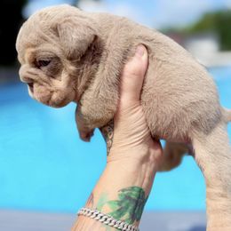 Reba - Lilac tri-color female Bulldog puppy in Fort Oglethorpe, Georgia from Jhuntfrenchies
