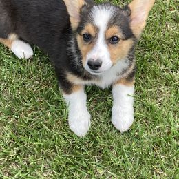 Kisses - Black and tan Pembroke Welsh Corgi puppy in Great Bend, Kansas from Mak-N-Hay Farms