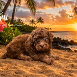 Kai - Red phantom male Aussiedoodle puppy in Roebuck, South Carolina from Dani's Dandy Doodles