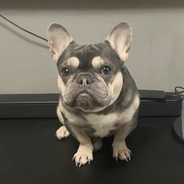 YEZZY - French Bulldog
