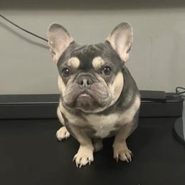 YEZZY - French Bulldog