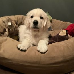 Golden Retriever Puppies from Kansas Prairie Pups
