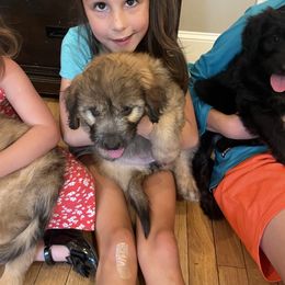 Aussiedoodle Puppies from The Ocala Doodle Ranch