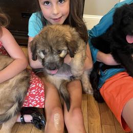 Aussiedoodle Puppies from The Ocala Doodle Ranch