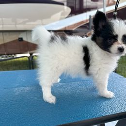 Papillon Puppies from Sapphire Papillons
