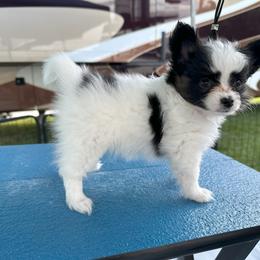 Papillon Puppies from Sapphire Papillons
