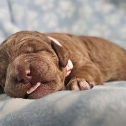 JELLYBEAN - Apricot female Goldendoodle puppy in Harris County, Texas from Cute & Curly Doodles