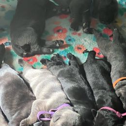 Cane Corso Puppies from Killing Joke Kennels, LLC