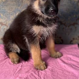 Fuchsia collar girl - Black and red female German Shepherd puppy in Coleta, Illinois from Four Leaf Farm- Vom Vierblättriges Bauernhof