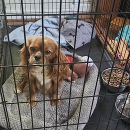 Penny - Cavapoo
