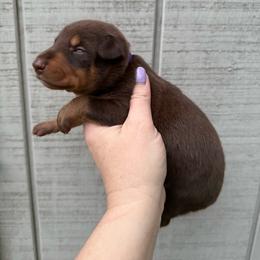 Twix - Red and rust female Doberman Pinscher puppy in Ludowici, Georgia from Royal Destiny Kennels