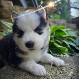 José - Black and white male Siberian Husky puppy in Addison, Michigan from Gray Run Siberian Huskies