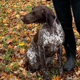 German Shorthaired Pointers from Cathy Derosky's German Shorthaired Pointer