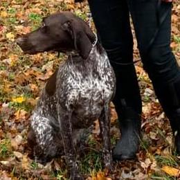 German Shorthaired Pointers from Cathy Derosky's German Shorthaired Pointer