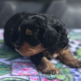 Aladdin - Black phantom male Aussiedoodle puppy in Larimer County, Colorado from Puppy Love Doodles
