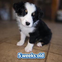 Hershey - Black tri-color male Australian Shepherd puppy in Lakeland, Florida from Aussies of Hope LLC
