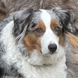 Emma - Australian Shepherd