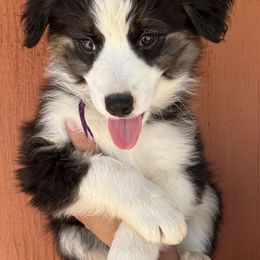 Girl 1 - Black & white female Miniature Australian Shepherd puppy in Yucca Valley, California from Pedroza Farm
