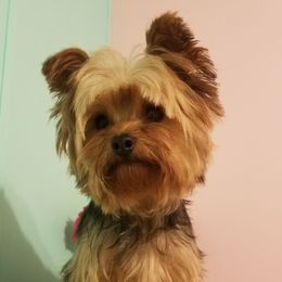 Daisy - Yorkshire Terrier