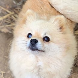 Kiwi - Pomeranian