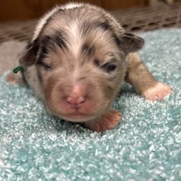 Boy 2 - Blue merle Australian Shepherd puppy in Elizabeth City, North Carolina from Tk’s Kennels