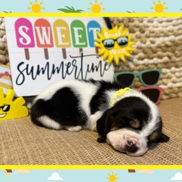 Coppertone (yellow collar) - Black brown and white female Basset Hound puppy in Edmonton, Kentucky from RiverBottom Bassets