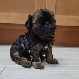 Shih Tzu Puppies from Chimera Shih Tzu