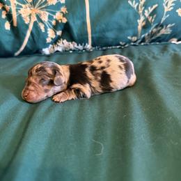 Caden - Dapple male Dachshund puppy in Nampa, Idaho from 208 Wiener Wiggle Butts LLC