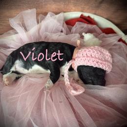 Violet - Parti female Poodle puppy in Houston, Texas from McEnery Standard Poodles
